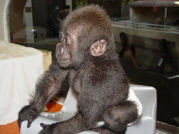 Bangori Baby Western Lowland Gorilla